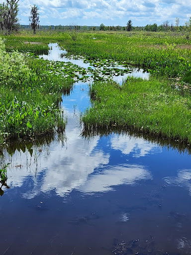 Lochloosa Wildlife Conservation Area Gallery - United States