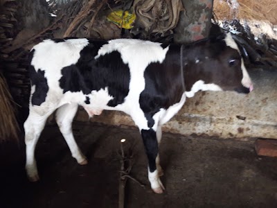Photos of Friends Dairy Farm (বন্ধু ডেইরী খামার)