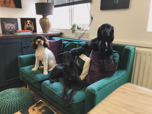 The Dog Spa, Chipping Norton