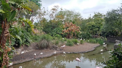 Lesser Flamingo Exhibit