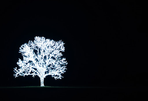Bartonville Tree - Visual