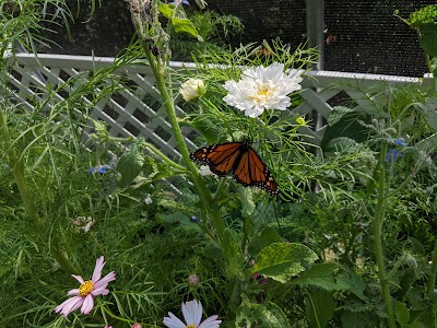 Monarch Butterfly Box & Caterpillar Cafe