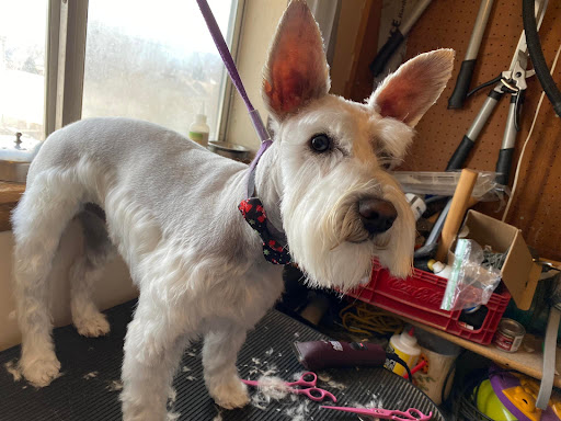 Dottie's Doggy Day Spaw - Thumbnail