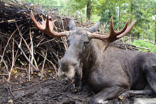 Målilla Elk Park - Thumbnail
