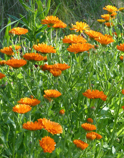 Good Earth Garden School - Thumbnail
