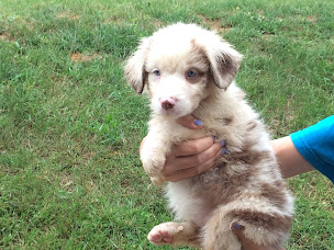 Photo n°18 de Les Peluches Australiennes à Rozérieulles (Éleveur)