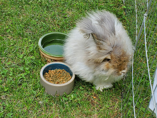 Long Island Yarn and Farm - Thumbnail