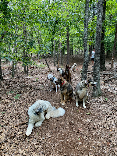 Sadie's Rules K9 Training - Thumbnail