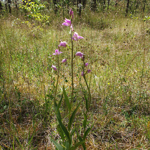 Orchideen Steinbruch - Visual