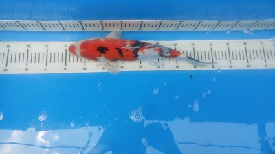 Photos of Arashi KOI