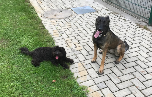 Tierpension & Futterhandel Helmut Maier