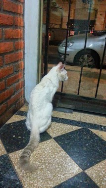 Centro Médico Veterinario Belgrano, Author: Pattie Kensington