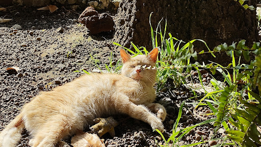 VETERINARIA SAN NICOLÁS - Thumbnail