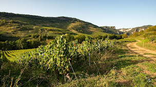 Photo n°5 de Cellier Lingot Martin à Poncin (Magasin de vins et spiritueux)