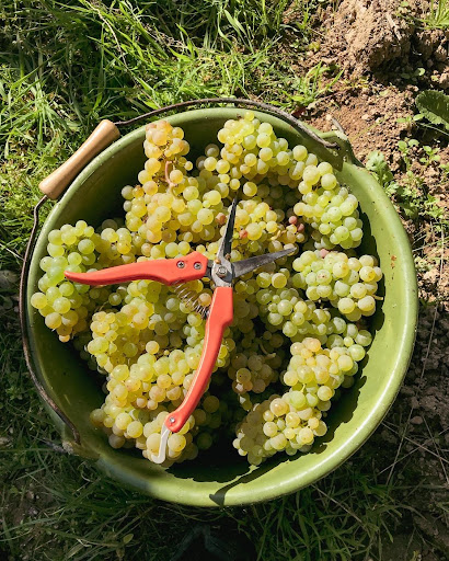 FairGrapes GmbH Gallery - Germany