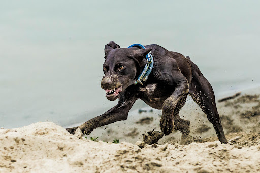 Uomini e Cani Torriglia - Thumbnail