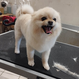Photo n°38 de Une beauté animale à Saint-Symphorien-d'Ozon (Toiletteur)