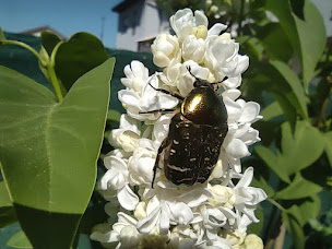 Photo n°1 de Mairie - Thierville sur Meuse à Thierville-sur-Meuse (Mairie de village)