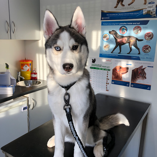 Barry's Vets - Thumbnail