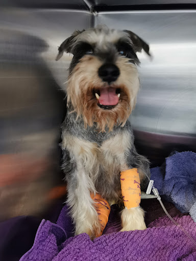 Vet Central - Thumbnail