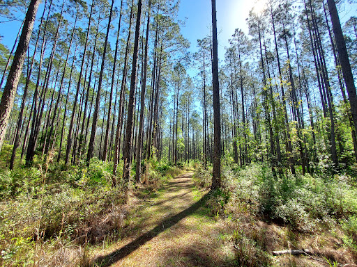 Fanny Bay Boardwalk Interpretive Trail - Thumbnail