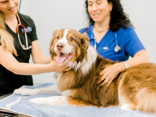 LazyPaw Animal Hospitals Gallery - United States