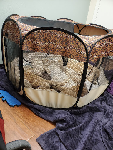 Westridge Pet Hospital & Wellness Center Gallery - United States