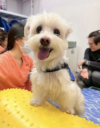 RehabVet Clinic - Physiotherapy and Hydrotherapy