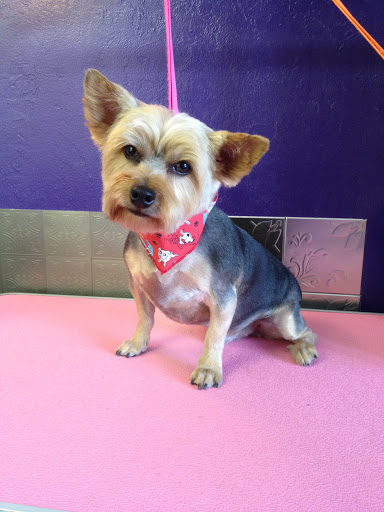 Shoreline Pets, LLC - Thumbnail