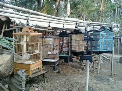 Photos of Restu Art .Pengrajin Sangkar Burung