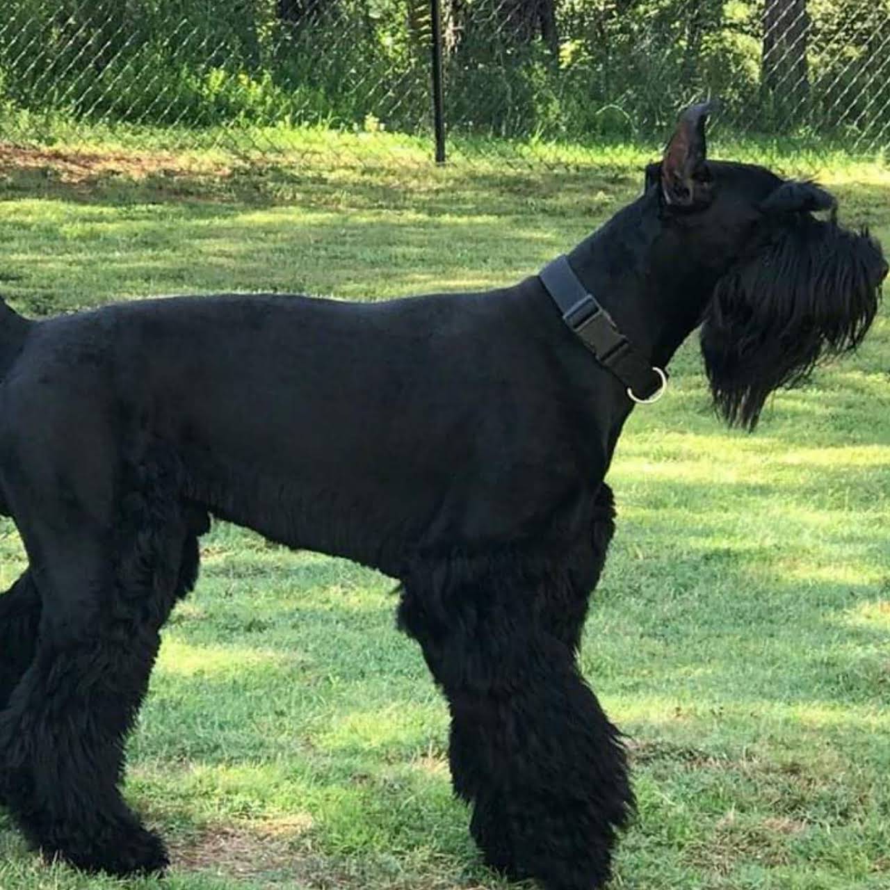 Elegant Protectors Giant Schnauzers Giant Schnauzer Breeder