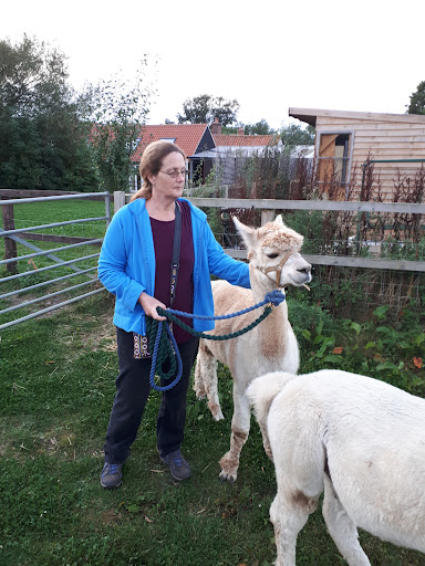 Wymondham Alpacas - Thumbnail
