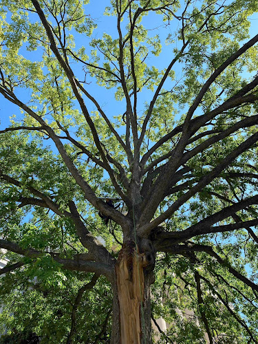 Saenz Tree Services LLC