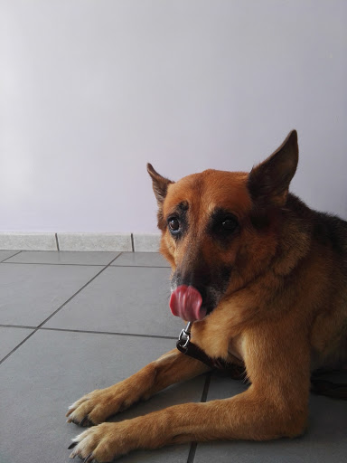 Clinica Veterinaria VIMASVET - Thumbnail