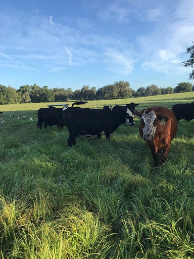 Riverbend Cattle Company - Thumbnail