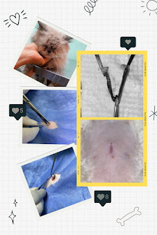 Fotografía de Centro Veterinario Coravet Gato