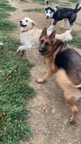 Opinii despre Pensiune animale “4 LĂBUȚE” în Osoi - Veterinar