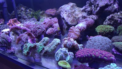 Photos of Hexacorallia