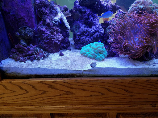 Reef Ready - Visual