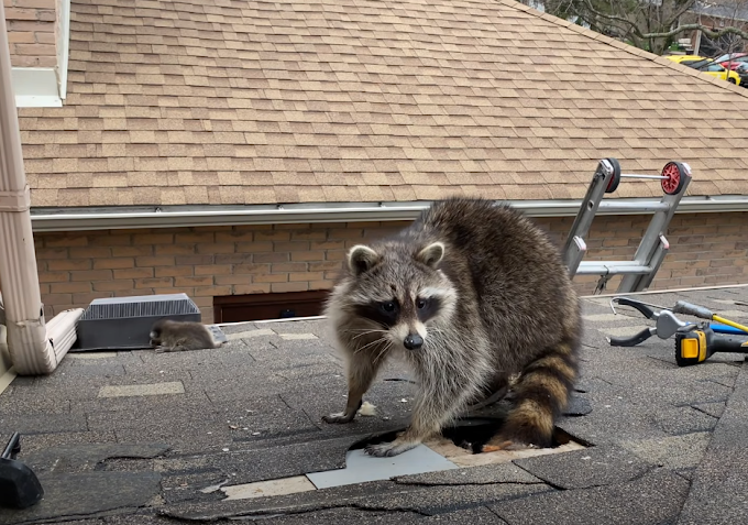 Humane Solutions for Trapping and Relocating Wildlife