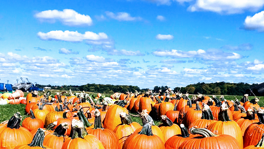 Dehns Pumpkins by null