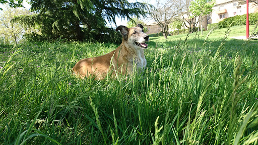 Husse Toulouse Arrazat Distribution - Thumbnail