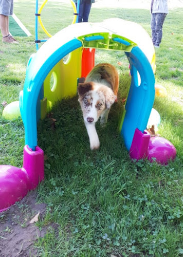 SCOUBI DOG SERVICES - Mont-de-Marsan