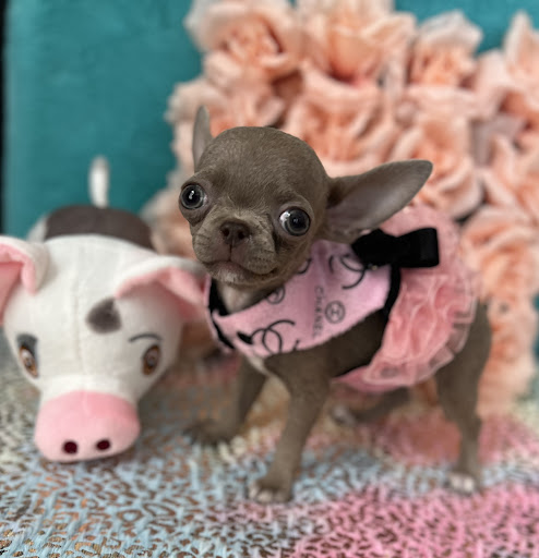 tiny chihuahua puppies for sale - Thumbnail
