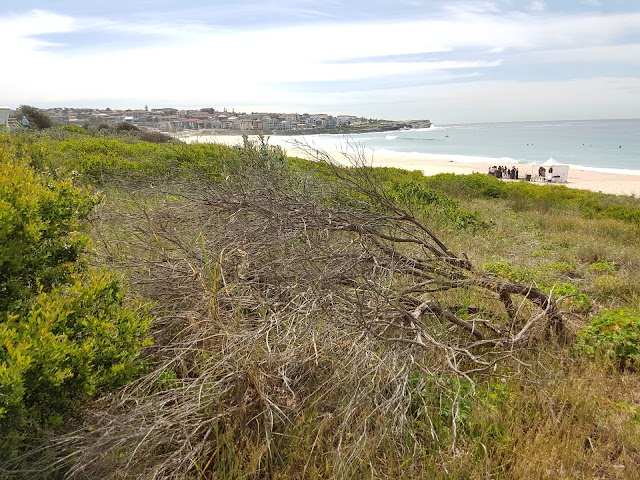 South Maroubra Surf Life Saving Club