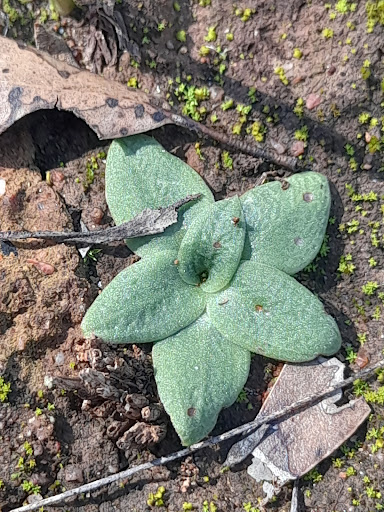 Koojan Salmon Gum Reserve - Thumbnail