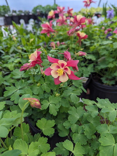 Hosta Stop Gardens, LLC - Thumbnail