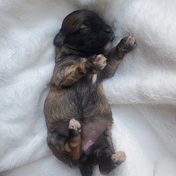 Photo n°8 de La Maison de Prigailla à Bernos-Beaulac (Éleveur de chiens)