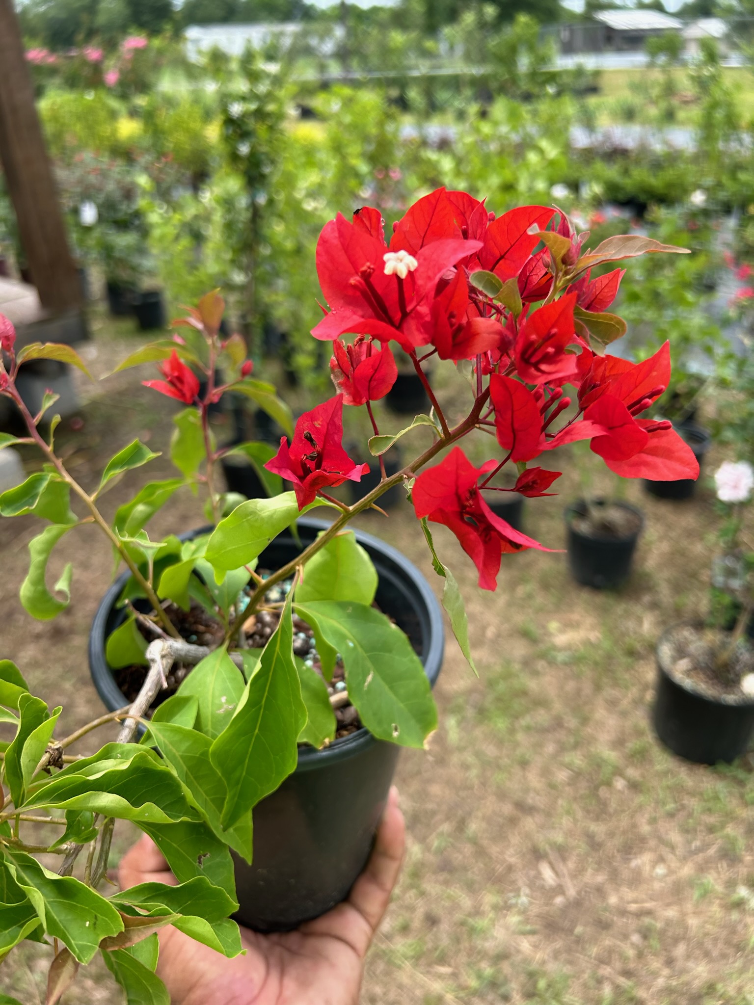 NR NURSERY