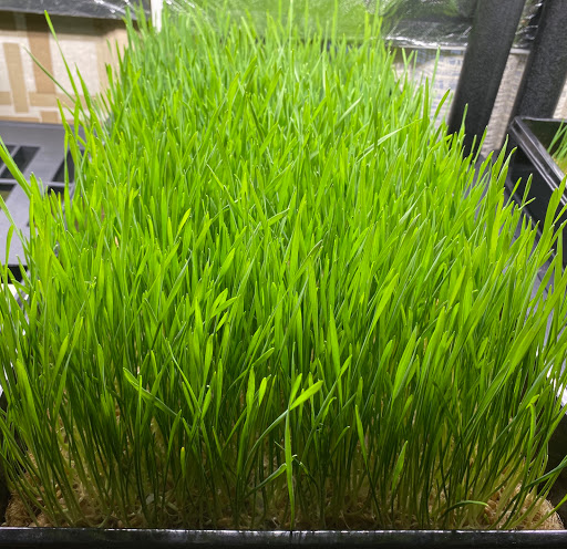 Growing Greens - Thumbnail